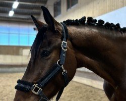 dressage horse Millenniums Vanthastig (Hanoverian, 2020, from Vitalis)