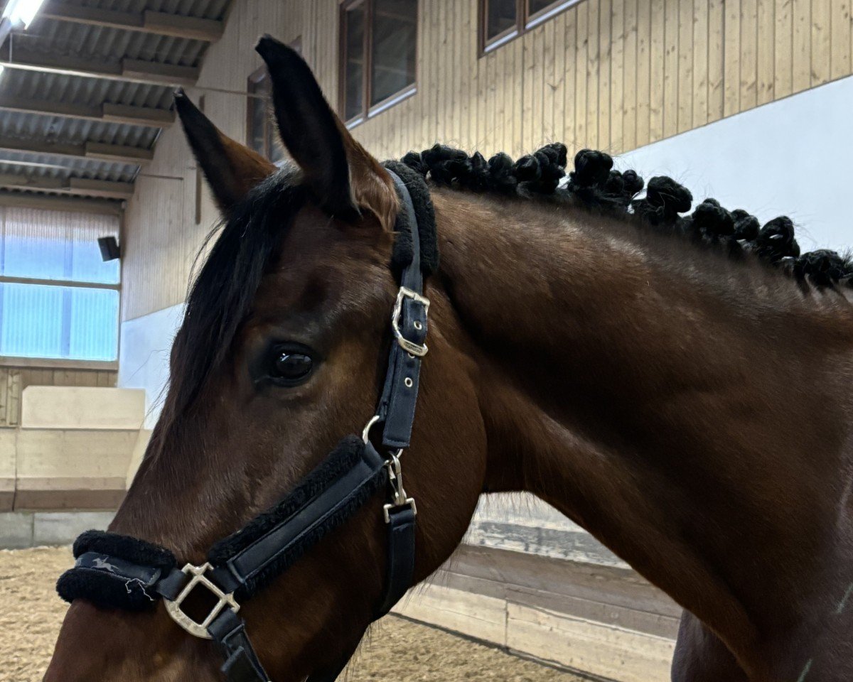 dressage horse Millenniums Vanthastig (Hanoverian, 2020, from Vitalis)