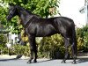 dressage horse Bon Noir F (Hanoverian, 2016, from Bon Coeur)