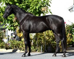 dressage horse Bon Noir F (Hanoverian, 2016, from Bon Coeur)