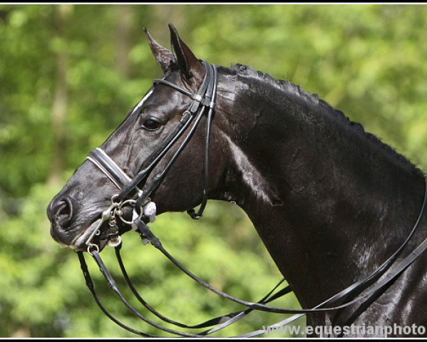 dressage horse Don Cardinale (Oldenburg, 1997, from Donnerhall)