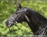 stallion Bmc Don Cardinale (Oldenburg, 1997, from Donnerhall)