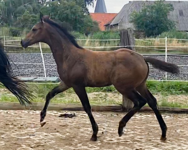 horse Mary Poppins (Oldenburg, 2021, from Feuertanz)