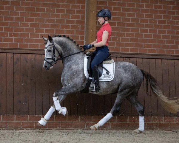 stallion Daydreamer (German Riding Pony, 2018, from Double Diamond)