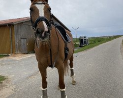 jumper Gundula 39 (Bavarian, 2010, from Moosbachhofs Goldwing)