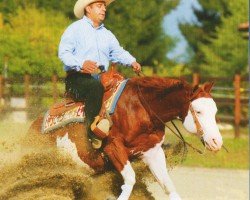 stallion One Gun (Paint Horse, 2001, from Colonels Smoking Gun)
