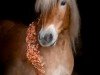 dressage horse Sternspringer (Haflinger, 2014, from Sternbild 3)