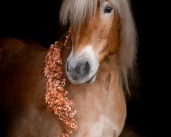 dressage horse Sternspringer (Haflinger, 2014, from Sternbild 3)