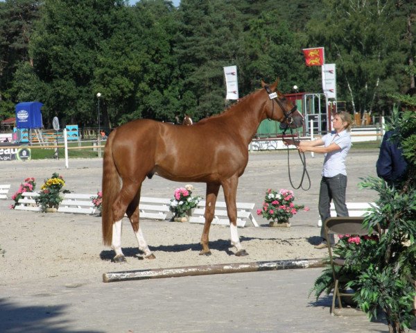 stallion Snaike de Blondel (Selle Français, 2006, from Calvaro Z)