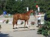 stallion Snaike de Blondel (Selle Français, 2006, from Calvaro Z)