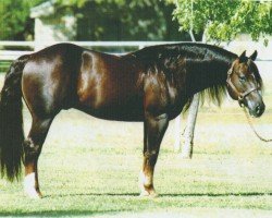 stallion Footworks Finest (Quarter Horse, 1992, from Hollywood Dun It)