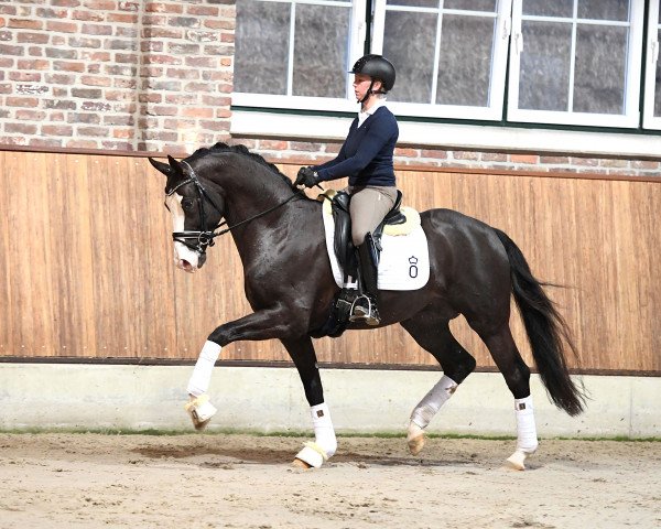 stallion Totillah (Oldenburg, 2013, from Totilas)