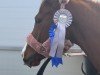 Dressurpferd Namika 8 (Deutsches Reitpony, 2019, von Nancho's Golden Star)