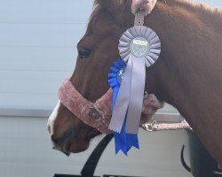 Dressurpferd Namika 8 (Deutsches Reitpony, 2019, von Nancho's Golden Star)