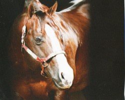 Pferd Chocolate Chic Olena (Quarter Horse, 1993, von Smart Chic Olena)