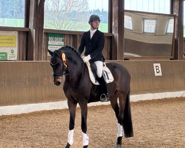dressage horse Monday 28 (Oldenburg, 2021, from Morricone)