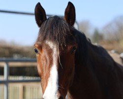 dressage horse Zaperlotta (Westphalian, 2019, from Zoom 8)