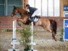 jumper Olalla van de Fruitkorf (Belgian Warmblood, 2014, from Diamant de Semilly)