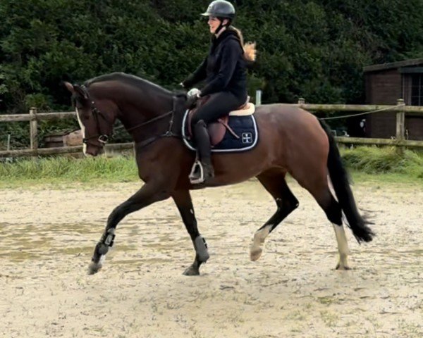 Dressurpferd Zarley Quinn (Westfale, 2020, von Zoom 8)