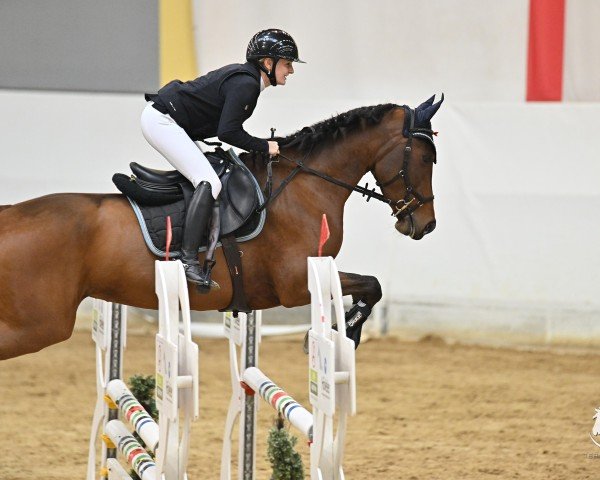 jumper Manolita K (German Sport Horse, 2019, from Million Dollar)