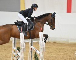 jumper Manolita K (German Sport Horse, 2019, from Million Dollar)