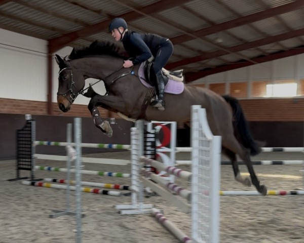 jumper Daiquiri 137 (Zangersheide riding horse, 2017, from Dominator 2000 Z)