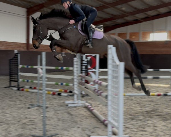 Springpferd Daiquiri 137 (Zangersheide Reitpferd, 2017, von Dominator 2000 Z)