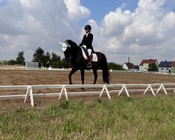 dressage horse Bakira (unknown, 2013)