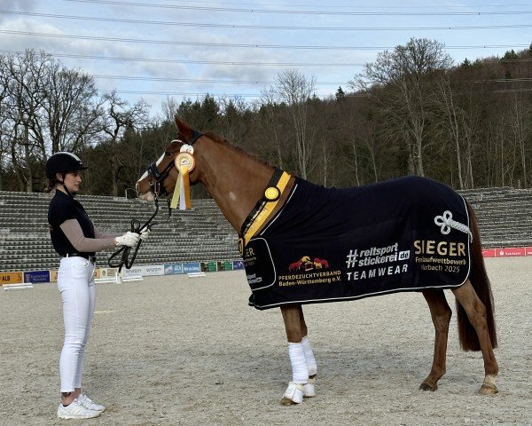 Dressurpferd Wery Happy (Deutsches Reitpony, 2022, von Dallmayr K)