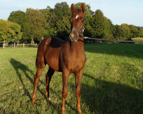 jumper Contaress (Holsteiner, 2021, from Caress)