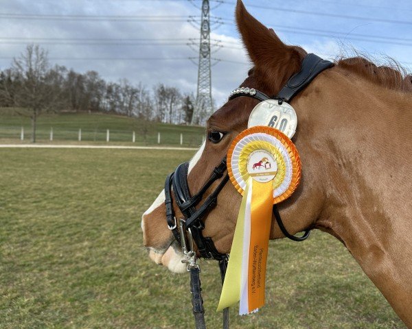 dressage horse Wery Happy (German Riding Pony, 2022, from Dallmayr K)