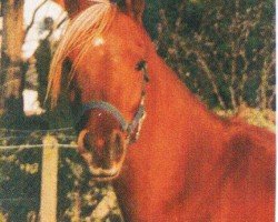 horse Al Ilah Moussameh ox (Arabian purebred, 1999, from Emiratus B EAO)