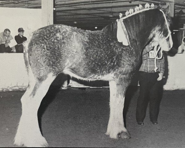 broodmare Barlauchlan Queen of the Roses (Clydesdale, 1990, from Doura Sir Charles)