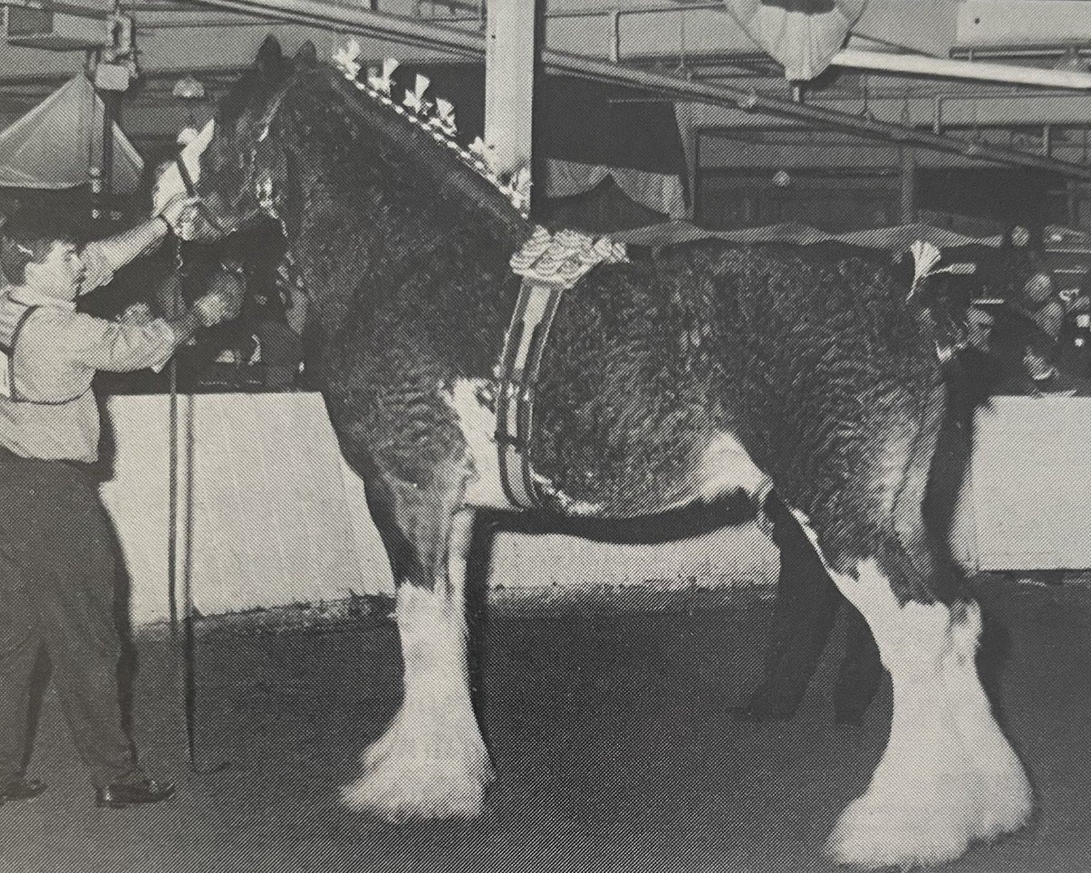 Deckhengst Ayton Final Command (Clydesdale, 1988, von Ayton Perfection)