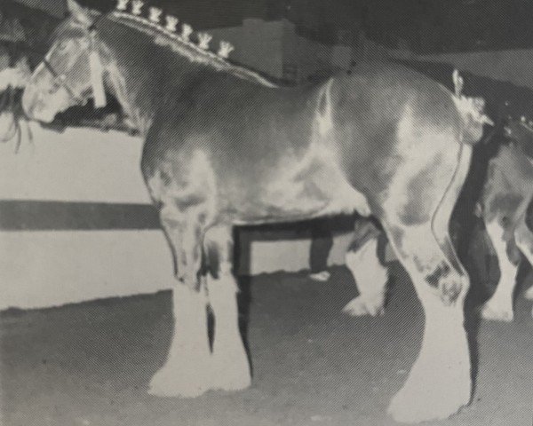 Deckhengst Jonesway Major General (Clydesdale, 1990, von Royal Excelsior Pioneer Major)