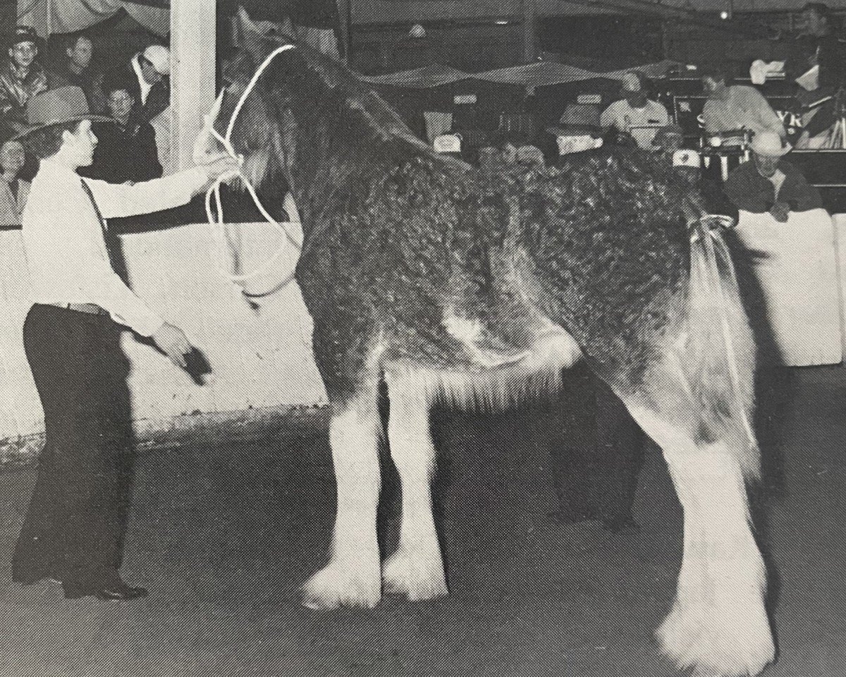 Deckhengst Green Manor's Prince William (Clydesdale, 1992, von Westgate Enhancer)