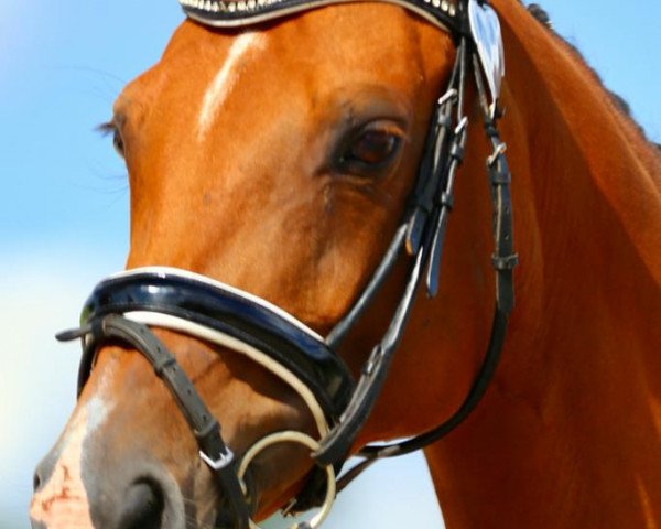 broodmare Milwaukee (German Sport Horse, 2010, from Le Sauteur)