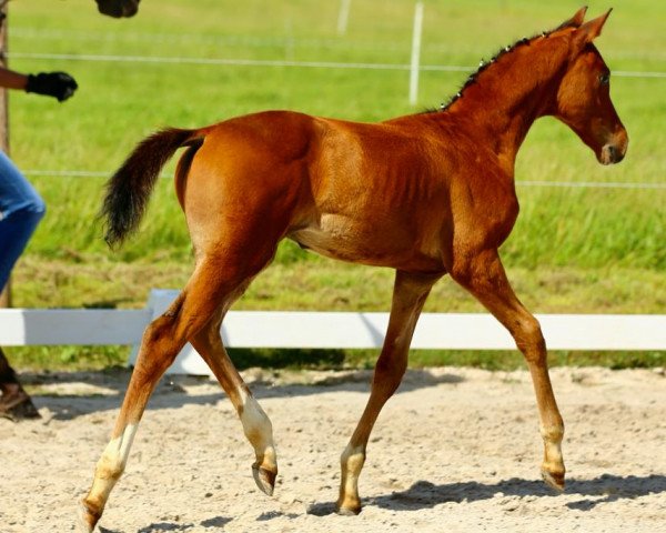 dressage horse Nilsson (Oldenburg, 2021, from Niagara 34)