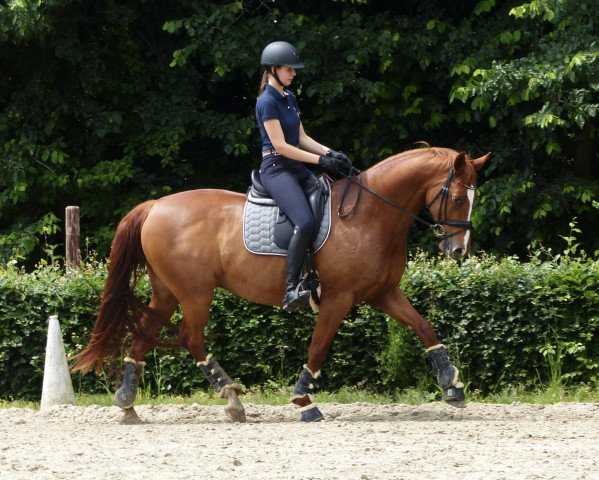 dressage horse Rockit My Petit (Westphalian, 2009, from Rosentanz)