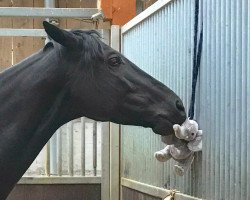 broodmare Arkona (Trakehner, 2015, from Avatar)