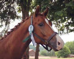 dressage horse Zimba 18 (German Sport Horse, 2016, from Birkhof's Zalando OLD)