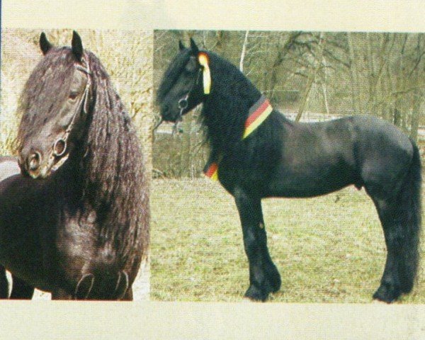 Pferd Wybke (Friese, 1999, von Wietse O.)