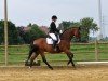 dressage horse Fairbanks 30 (Oldenburg, 2005, from Florencio I)