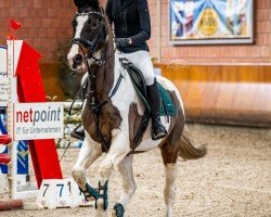 jumper Sem 14 (KWPN (Royal Dutch Sporthorse), 2011)