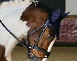dressage horse Ex Hester (KWPN (Royal Dutch Sporthorse), 2009)