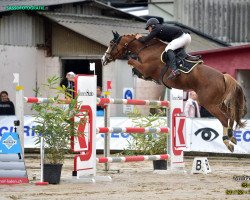 jumper Eyjafjalla (Swiss Warmblood, 2010, from Wandango)