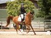 jumper Ysquiron Qahira ox (Arabian purebred, 2015, from Ojinegro Qahira)