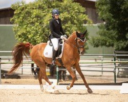 jumper Ysquiron Qahira ox (Arabian purebred, 2015, from Ojinegro Qahira)