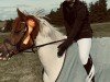 Springpferd Sarabella 4 (Pony ohne Rassebezeichnung, 2013, von Unbekannt PONY)