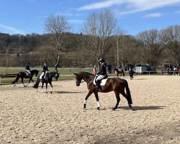 dressage horse Tennessee MW (German Riding Pony, 2020, from Birkhof's Topas Fbw)